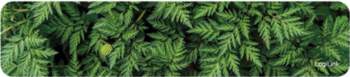 2direct LogiLink Forrest long - keyboard