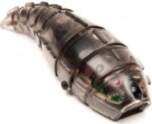 Hexbug Larva