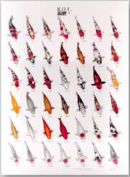KOI POSTER 3