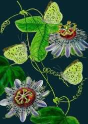 B6 pass with envelope Passiflora at