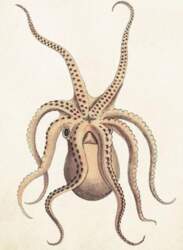 ST383 B6 pass + Octopus envelope