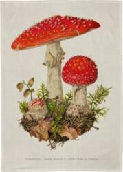 Kitchen towel - Toadstool 7340228000103