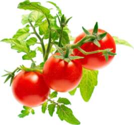 Click and Grow - Smart Garden