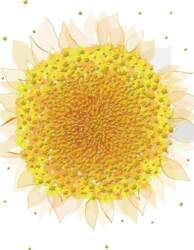 B6 pass + envelope MO5516W Sunflower