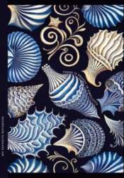 Decorative notebook 143x200/64K grid TW Shells