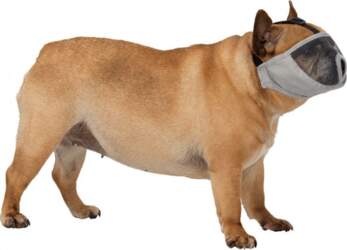 Trixie Muzzle for short-snouted dogs polyester