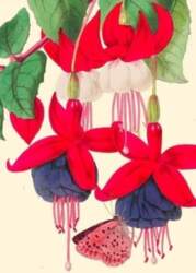 B6 card with a Fuchsia envelope