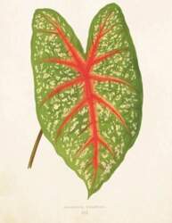 ST281 B6 pass + envelope Caladium