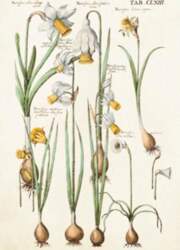 ST346 B6 pass + Daffodils envelope