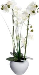 Atmosphera Orchidea w bialej doniczce 53