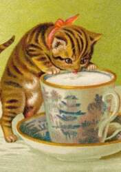 B6 card with envelope Cat drinking