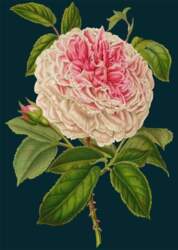B6 pass with a Rose envelope