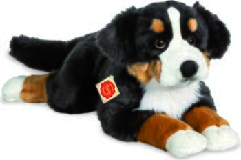 Teddy Hermann - Lying Bernese Mountain