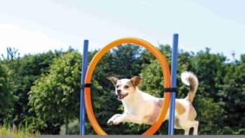 Dog Activity Agility ring, plastic, 115