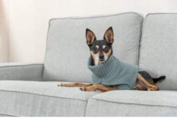 Trixie CityStyle Berlin pullover, L: 60