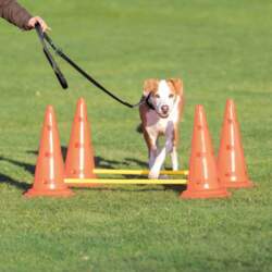 Dog Activity Obstacles, set 2 pcs