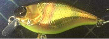Jackall Bros Jackall Chubby Chartreuse Belly