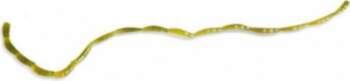 Kosadaka Soft Worm 45 OD