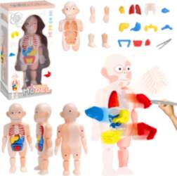 Rotaļu anatomijas modelis