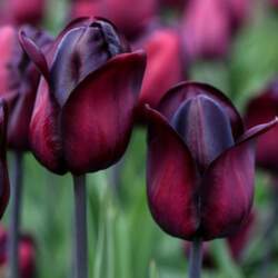 Tulpe "Ronaldo"