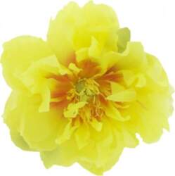 Peonija `Bartzella`