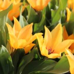 Tulpe "Shogun"