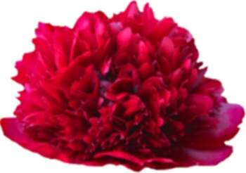 Peonija `Red Grace`