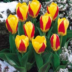 Tulpe "Stresa"