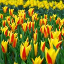 Tulpe "Giuseppe Verdi"