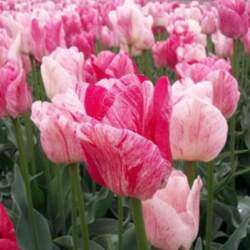 Tulpe "Hemisphere"