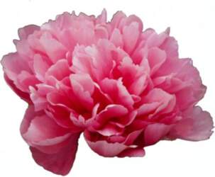Peonija  `Lorelei`