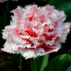 Tulpe "Queensland"