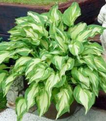 Hosta "Albopicta"