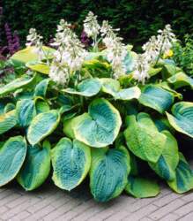 Hosta "Frances Williams"