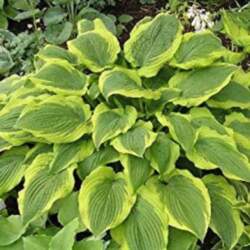 K-Hosta "Statisfaction"