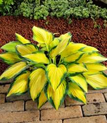 Hosta "Orange Marmalade"