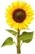Click & Grow Smart Garden Refill