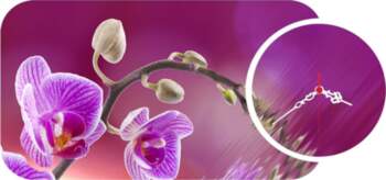 Pulkstenis - bilde Wallity YMS-24, violeta