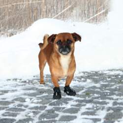 Trixie  Walker Active XS 2 |