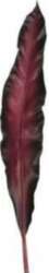 Leonardo Liść 75 dark red Fiore