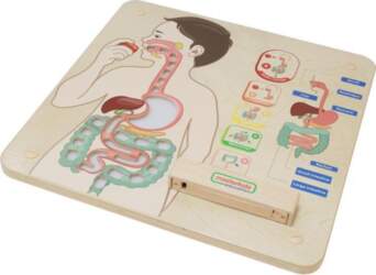 MASTERKIDZ educational board, digestive system