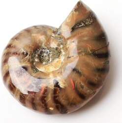 RSTJVB Rainbow Shell Dabiskā Shell fosiliju