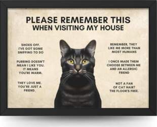 State Media Vision Funny Cat House