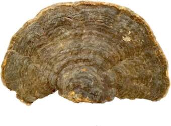 Wild Growth Cyan Ganoderma Lucidum/Lucid Ganoderma/Lingzhi