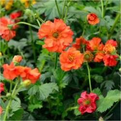 Bitene "Fire Opal" /geum/ -