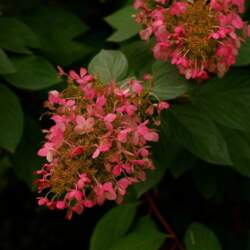 Dreiliņu Stādi Hortenzija, skarainā `Ruby` /Hydrangea