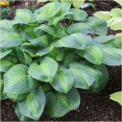 Hosta "Avocado" /hosta/ - C1