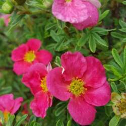 Klinšrozīte, parastā "Bellisima" /Potentilla fruticosa/