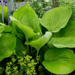 Hosta "Blue Mouse Ears" /hosta/