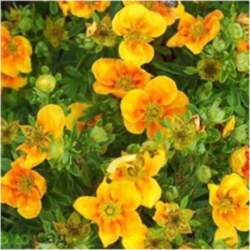 Parastā klinšrozīte "Mango Tango" /Potentilla
